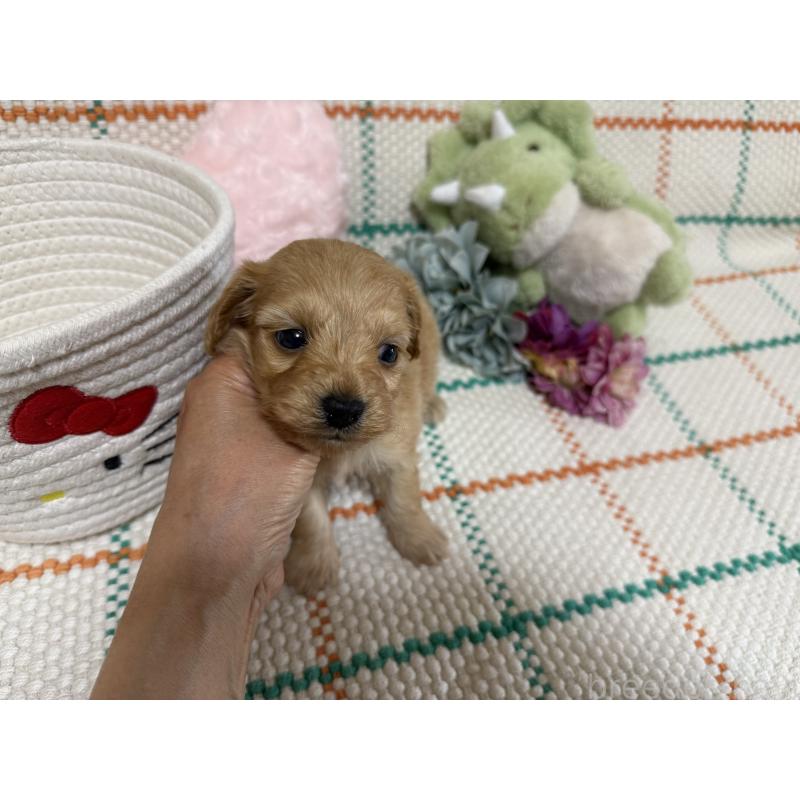 販売中の兵庫県のダップー:ミニチュアダックスフンド×トイプードル-453526の4枚目