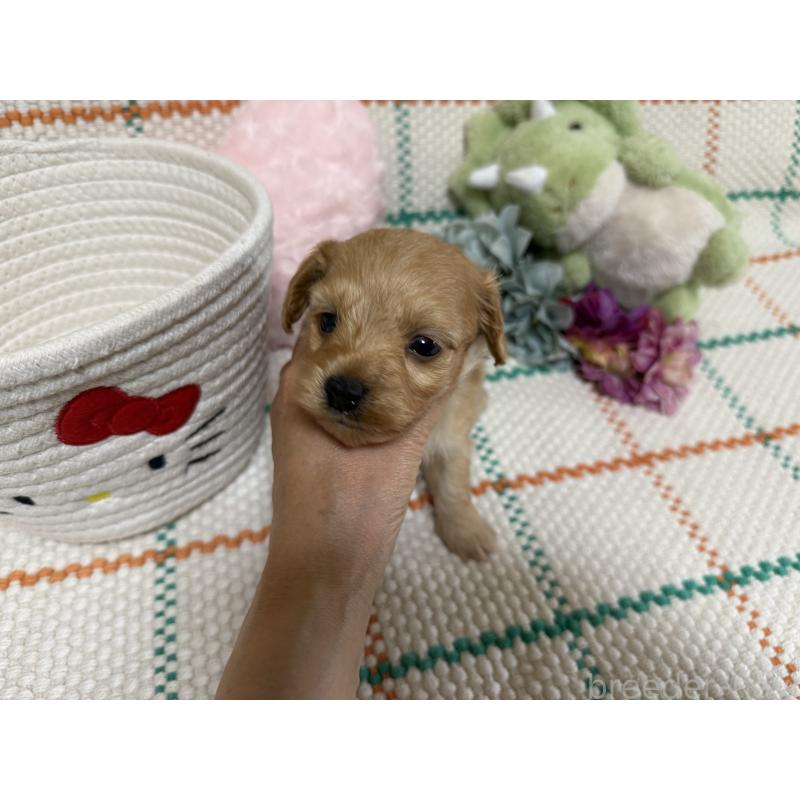 販売中の兵庫県のダップー:ミニチュアダックスフンド×トイプードル-453526の3枚目