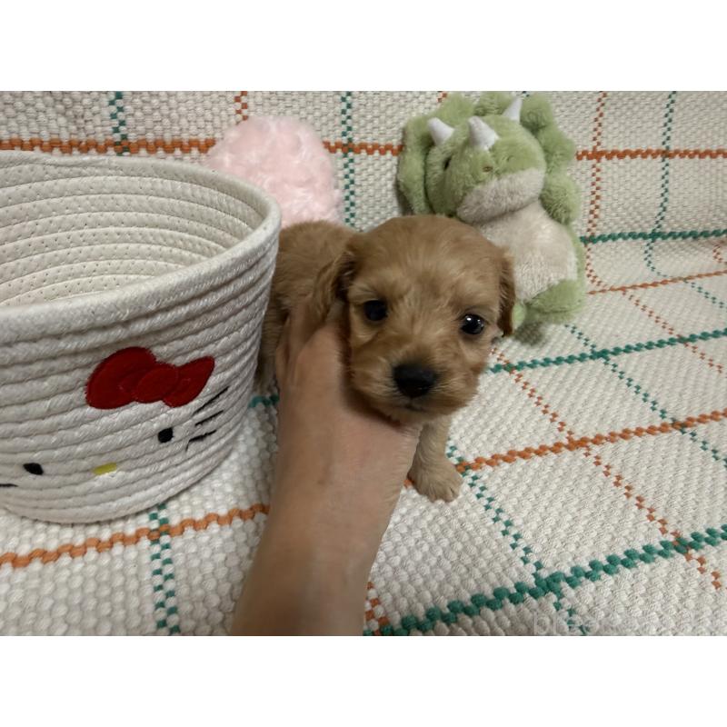 販売中の兵庫県のダップー:ミニチュアダックスフンド×トイプードル-453526の2枚目