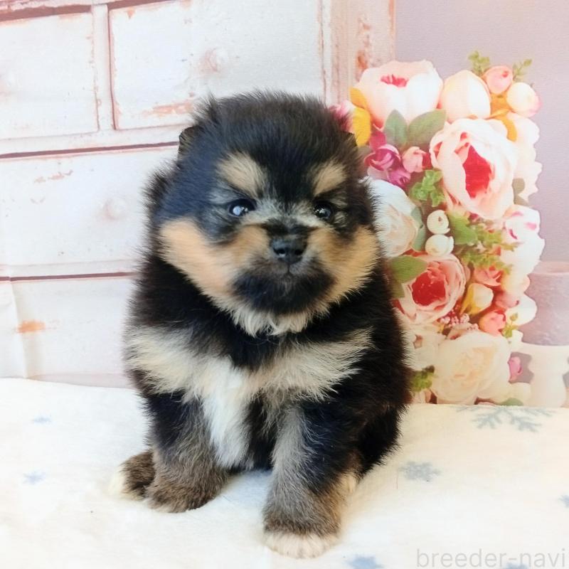 販売中の和歌山県のポメラニアン-453527