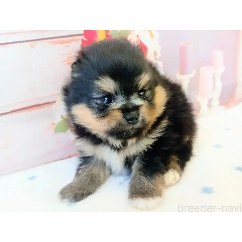 販売中の和歌山県のポメラニアン-453527の5枚目