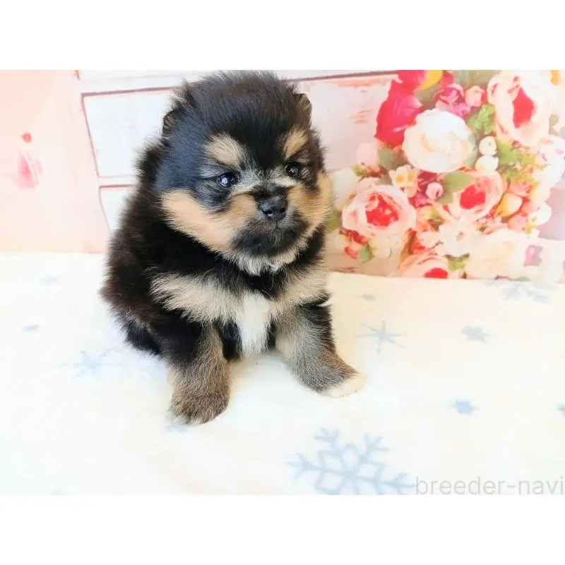 販売中の和歌山県のポメラニアン-453527の4枚目