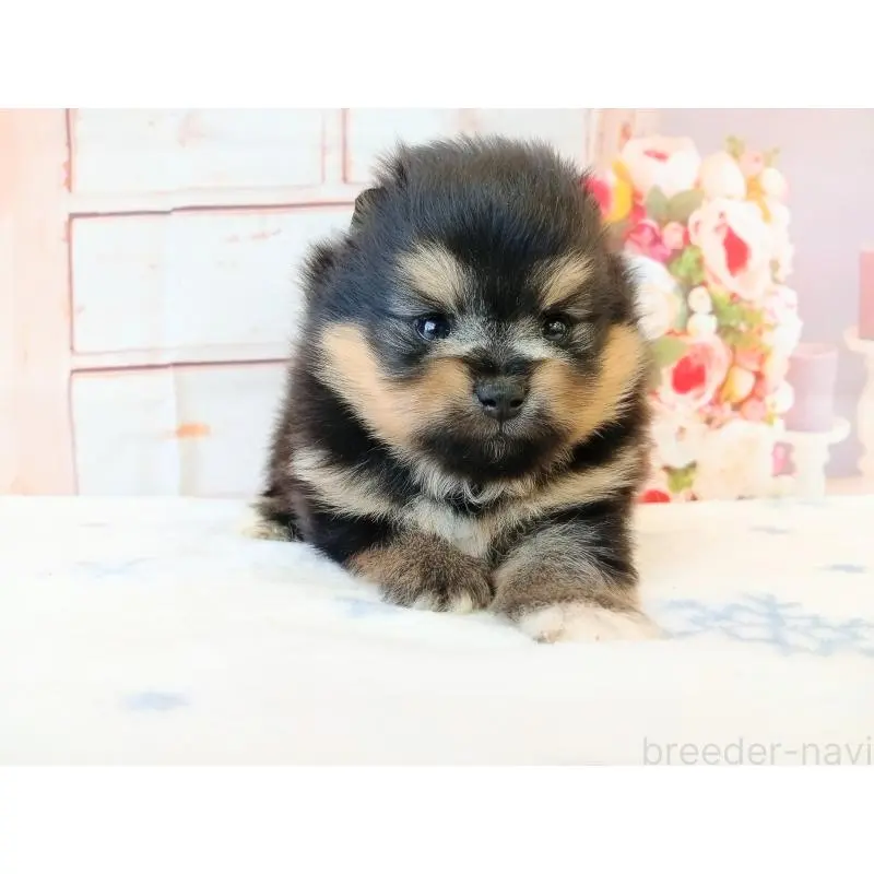 販売中の和歌山県のポメラニアン-453527の3枚目