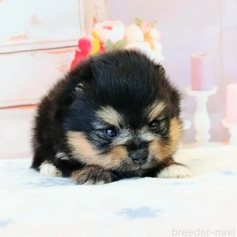 販売中の和歌山県のポメラニアン-453527の2枚目