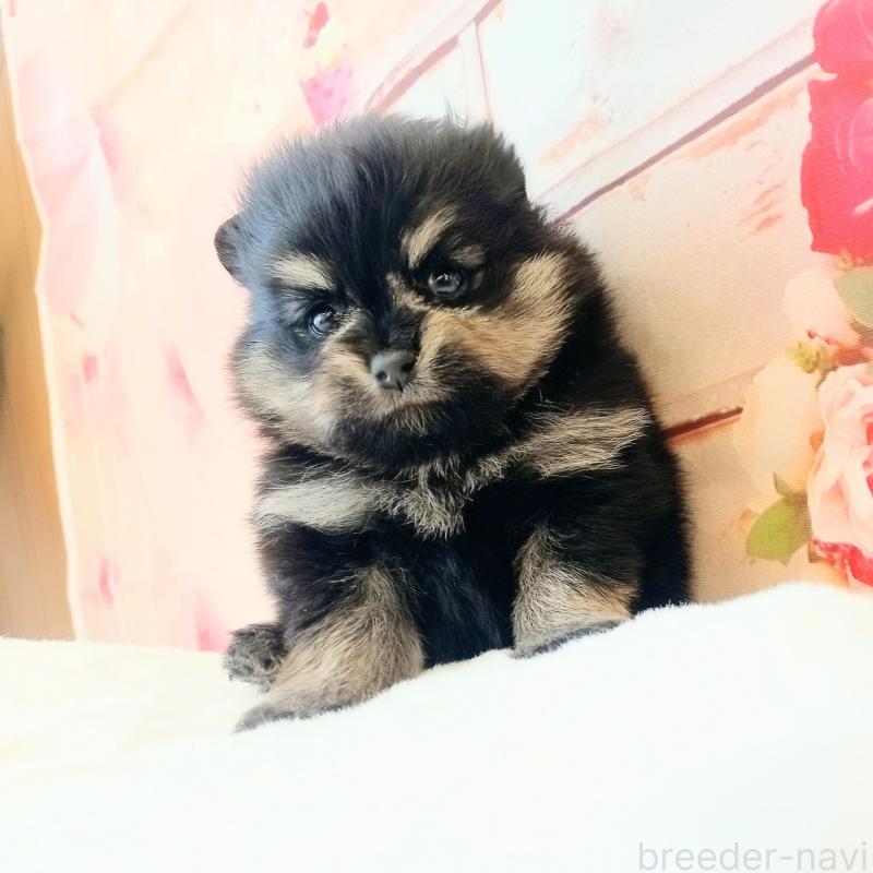 販売中の和歌山県のポメラニアン-453528の5枚目