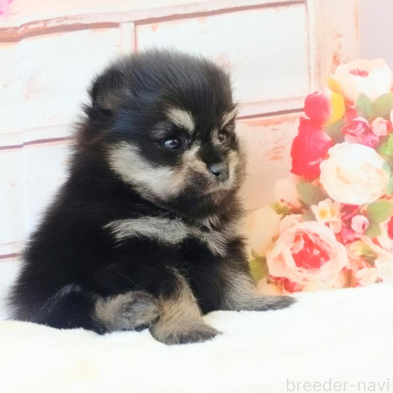 販売中の和歌山県のポメラニアン-453528の4枚目