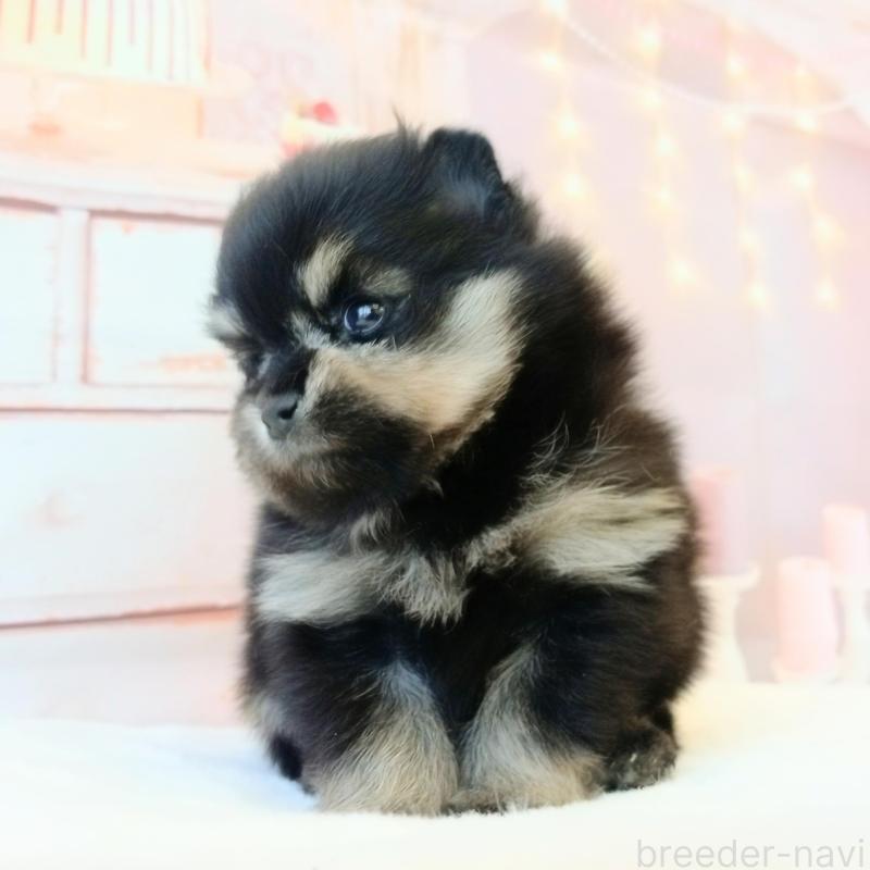 販売中の和歌山県のポメラニアン-453528の3枚目