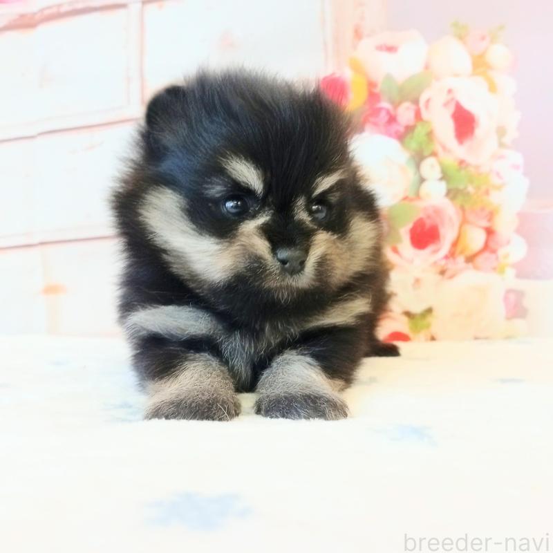 販売中の和歌山県のポメラニアン-453528の2枚目