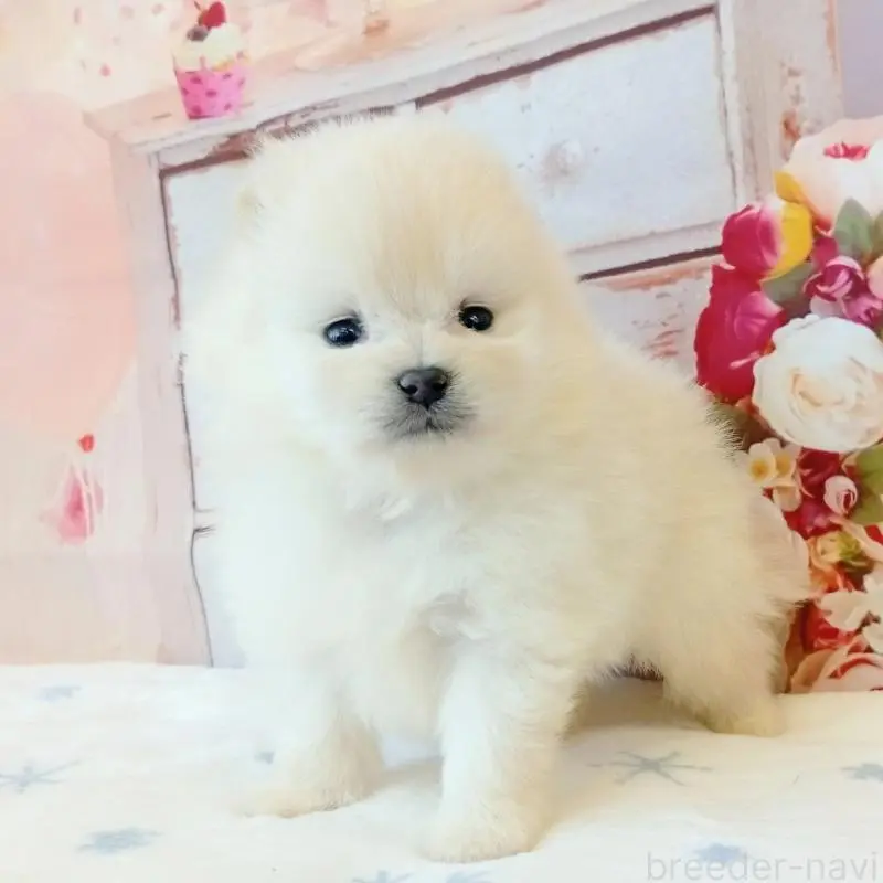 ♂︎ポメラニアン