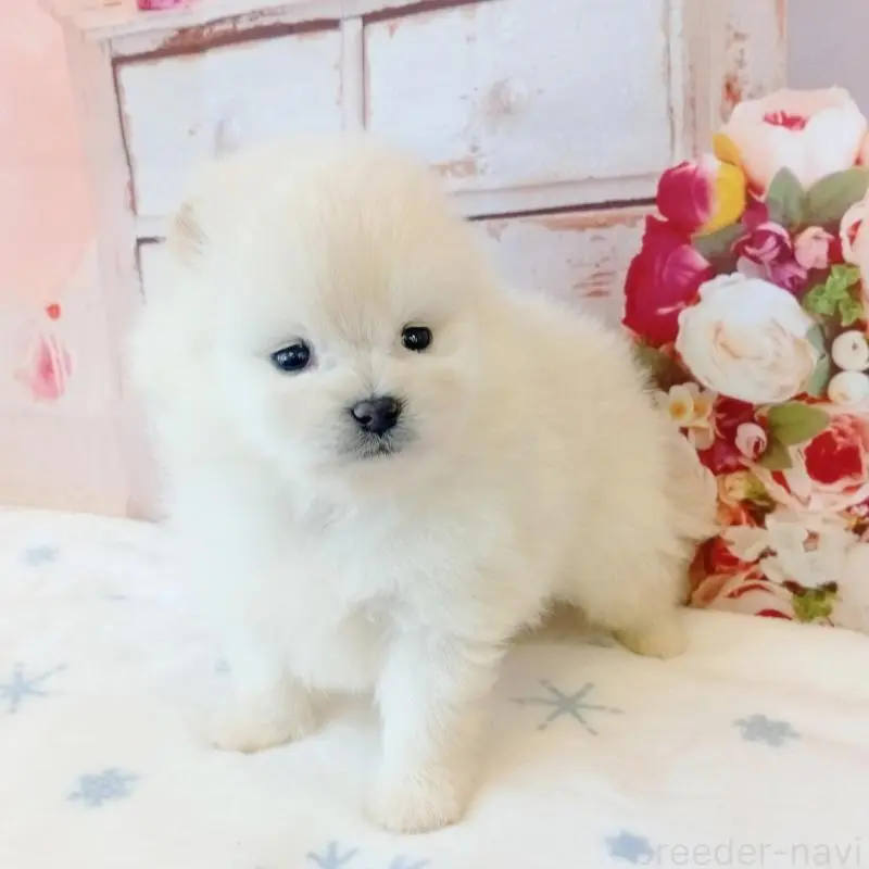 販売中の和歌山県のポメラニアン-453529の5枚目
