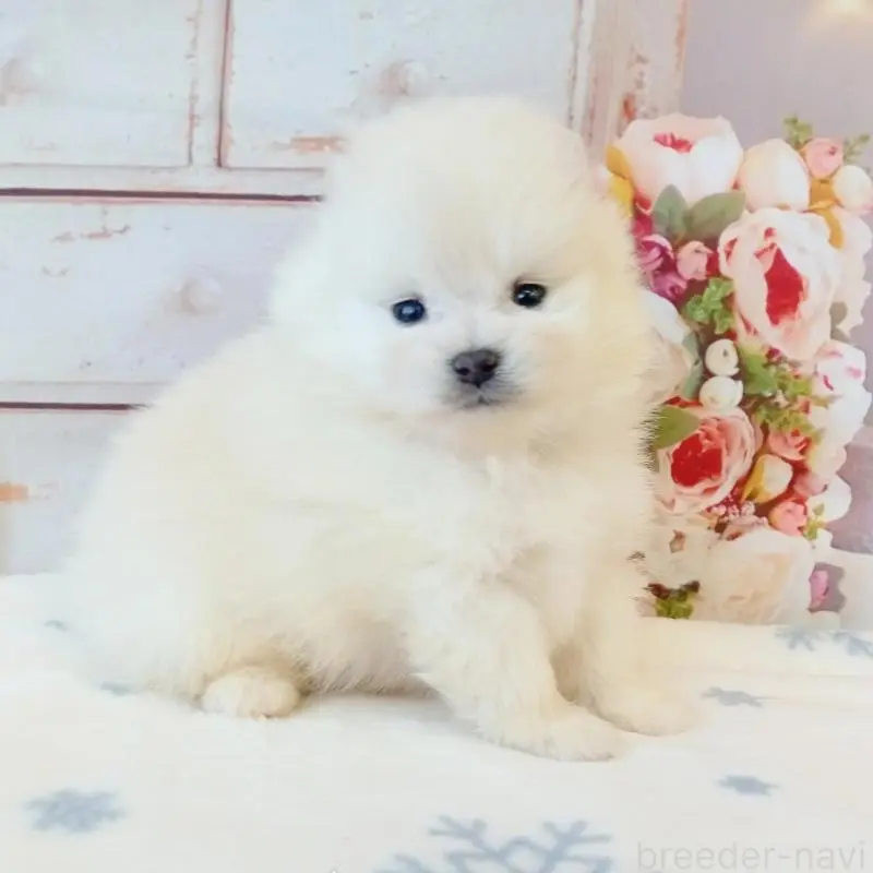 販売中の和歌山県のポメラニアン-453529の4枚目