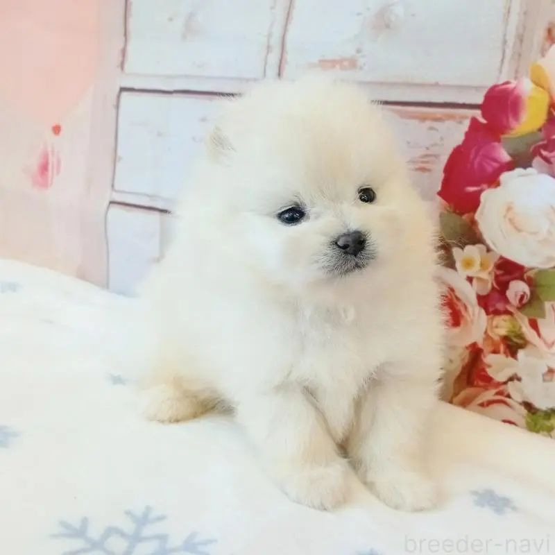 販売中の和歌山県のポメラニアン-453529の3枚目