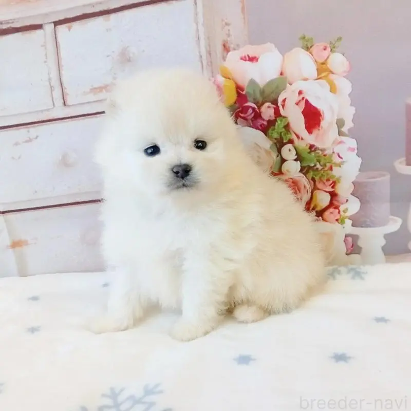 販売中の和歌山県のポメラニアン-453529の2枚目