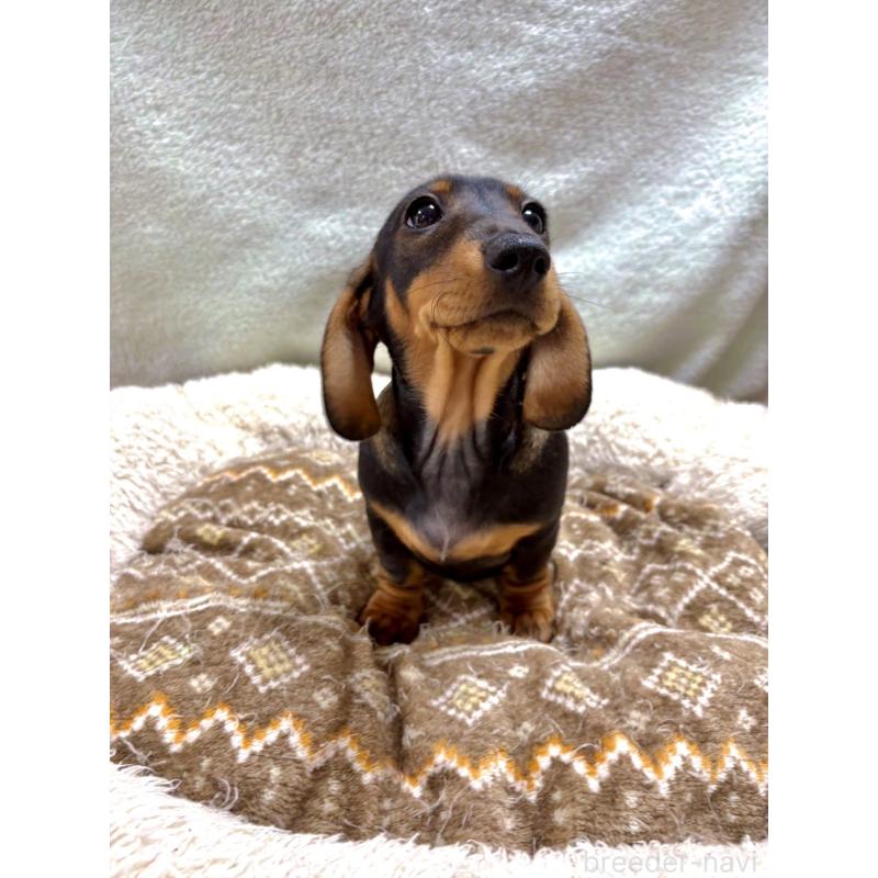 販売中の茨城県のミニチュアダックスフンド(スムースヘアード)-450246