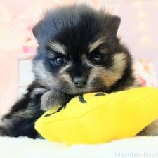 オンライン見学