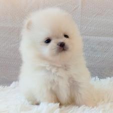 ♀︎ポメラニアン