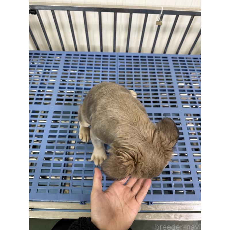 販売中の茨城県のフレンチブルドッグ-438091の5枚目