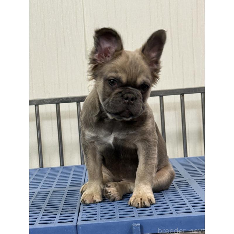 販売中の茨城県のフレンチブルドッグ-438091の4枚目