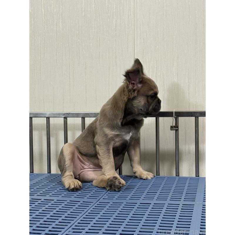 販売中の茨城県のフレンチブルドッグ-438091の3枚目