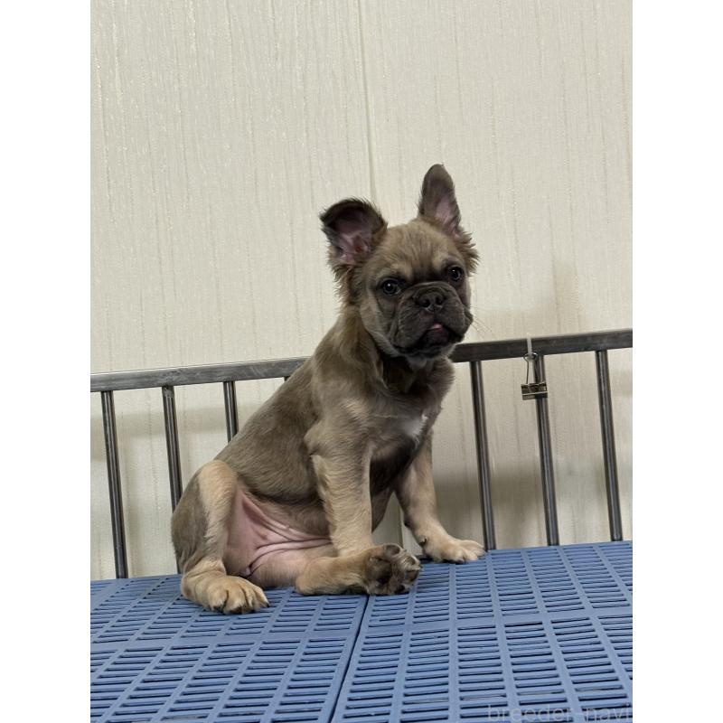 販売中の茨城県のフレンチブルドッグ-438091の2枚目