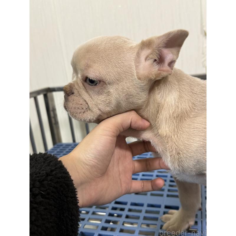 販売中の茨城県のフレンチブルドッグ-449497の6枚目