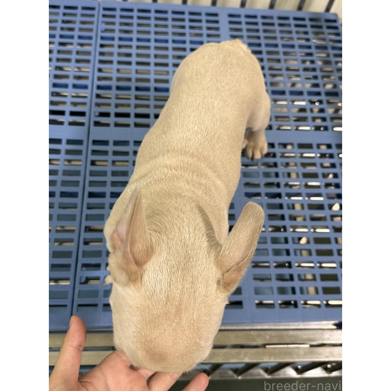 販売中の茨城県のフレンチブルドッグ-449497の5枚目