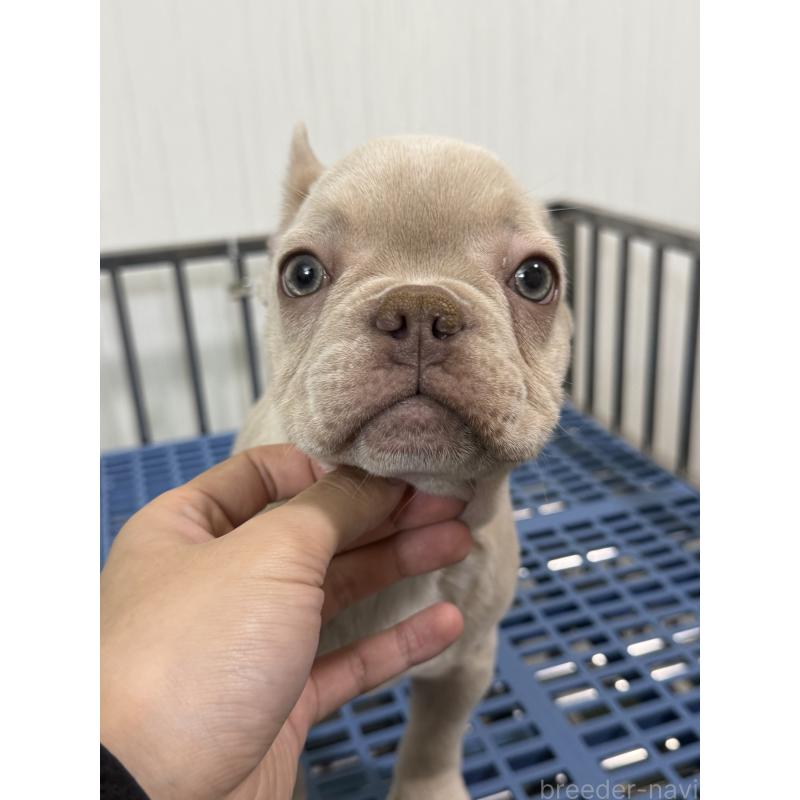販売中の茨城県のフレンチブルドッグ-449497の4枚目