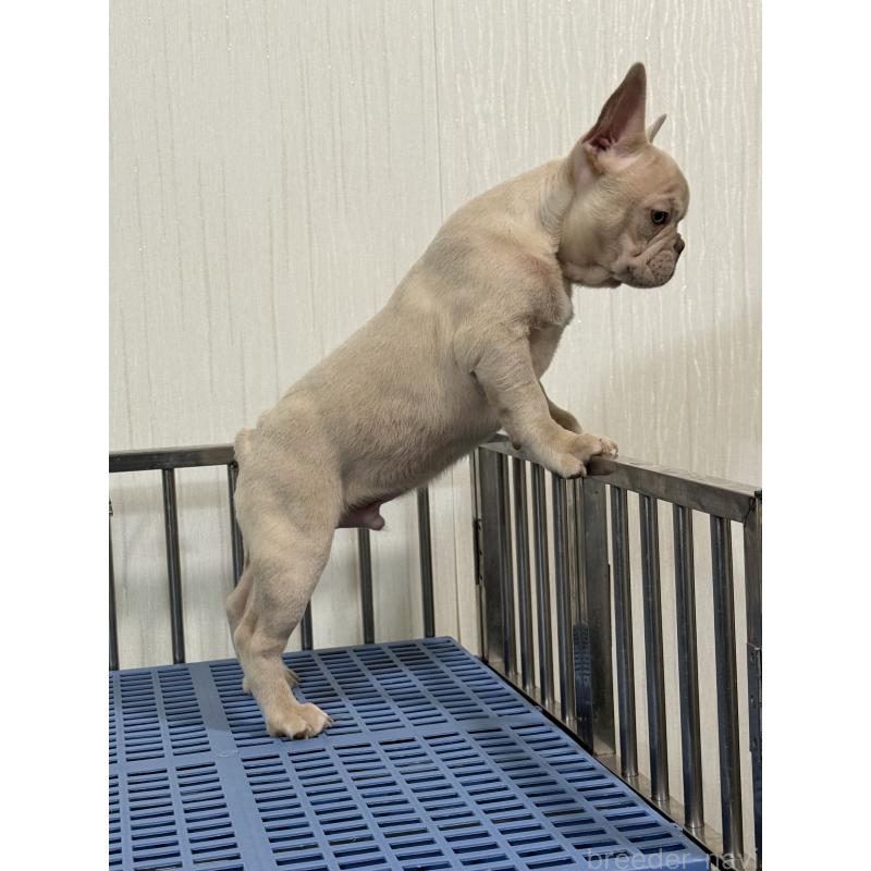 販売中の茨城県のフレンチブルドッグ-449497の2枚目