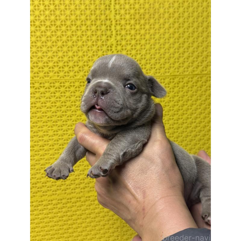 販売中の茨城県のエキゾチックブリー-451558の7枚目