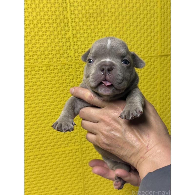 販売中の茨城県のエキゾチックブリー-451558の6枚目