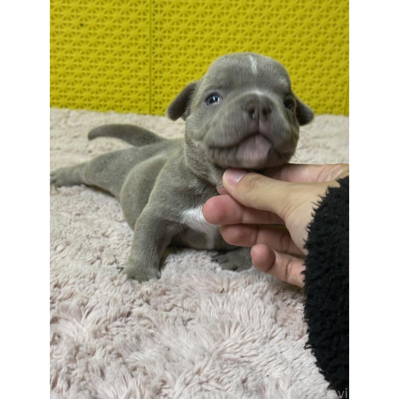 販売中の茨城県のエキゾチックブリー-451558の5枚目