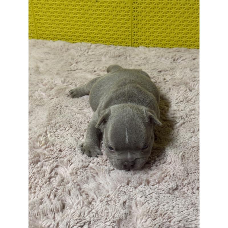 販売中の茨城県のエキゾチックブリー-451558の4枚目