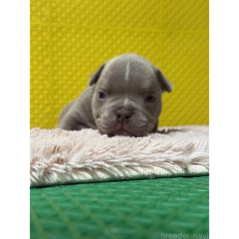 販売中の茨城県のエキゾチックブリー-451558の3枚目