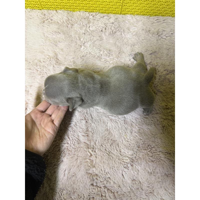 販売中の茨城県のエキゾチックブリー-451558の2枚目