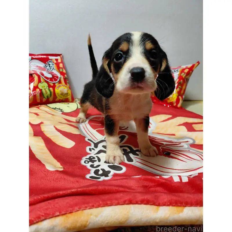 販売中の神奈川県のミックス犬-453331の12枚目