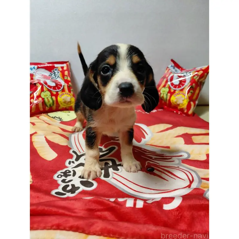 販売中の神奈川県のミックス犬-453331の11枚目