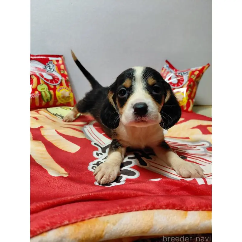 販売中の神奈川県のミックス犬-453331の10枚目