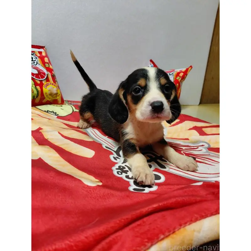 販売中の神奈川県のミックス犬-453331の9枚目