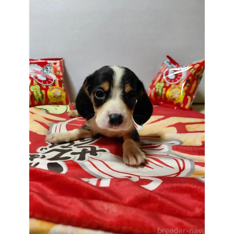 販売中の神奈川県のミックス犬-453331の8枚目