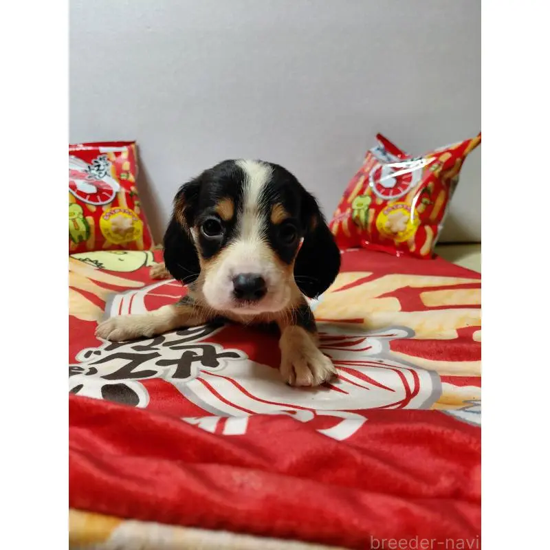 販売中の神奈川県のミックス犬-453331の7枚目