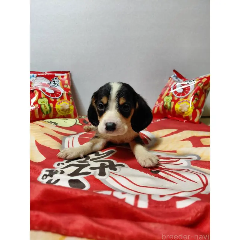 販売中の神奈川県のミックス犬-453331の6枚目