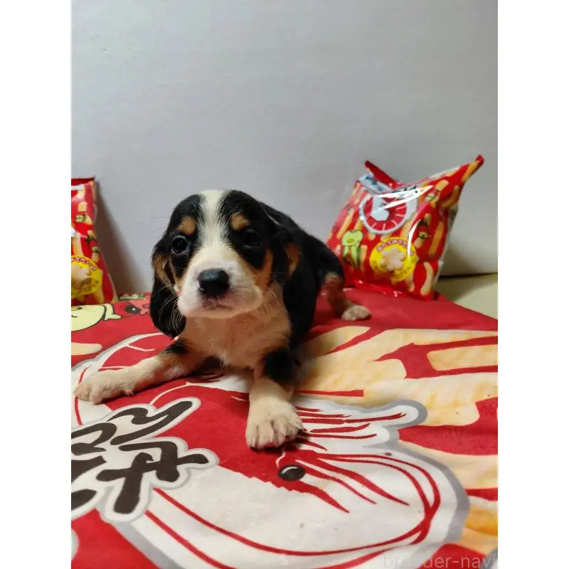 販売中の神奈川県のミックス犬-453331の5枚目