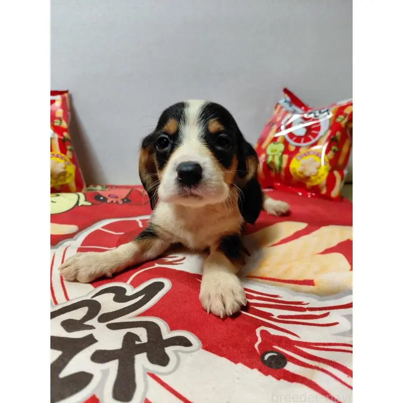 販売中の神奈川県のミックス犬-453331の4枚目