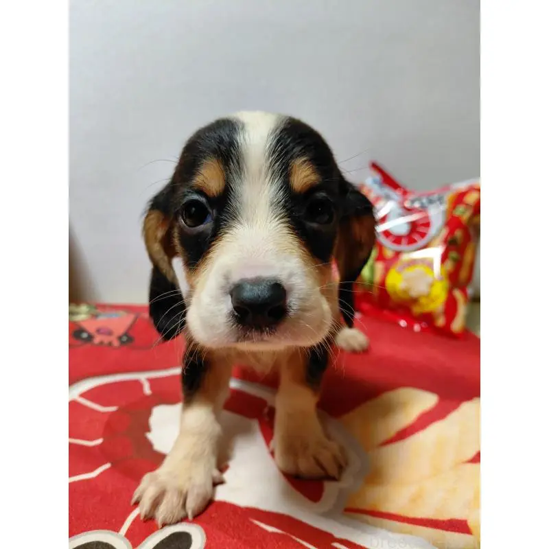 販売中の神奈川県のミックス犬-453331の3枚目