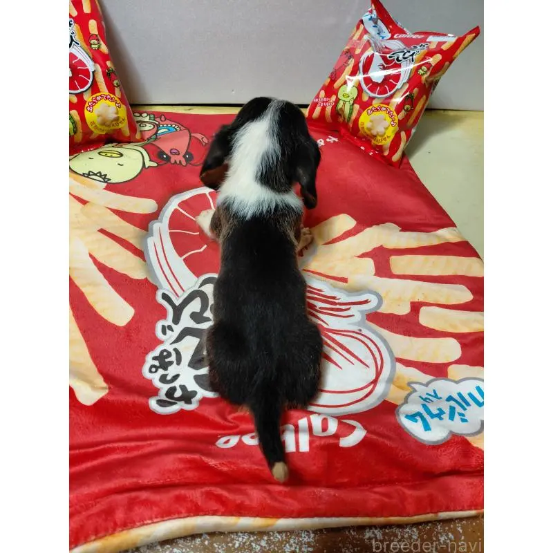 販売中の神奈川県のミックス犬-453331の2枚目