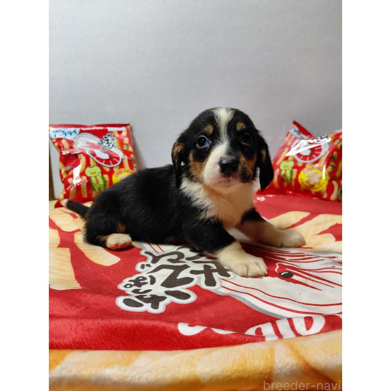 販売中の神奈川県のミックス犬-453333の14枚目