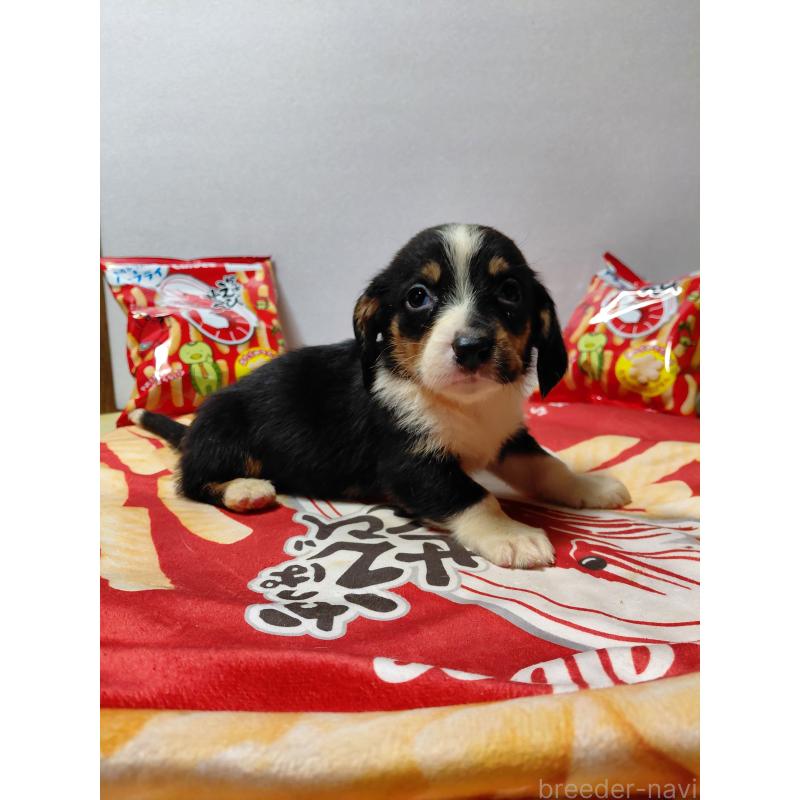 販売中の神奈川県のミックス犬-453333の13枚目