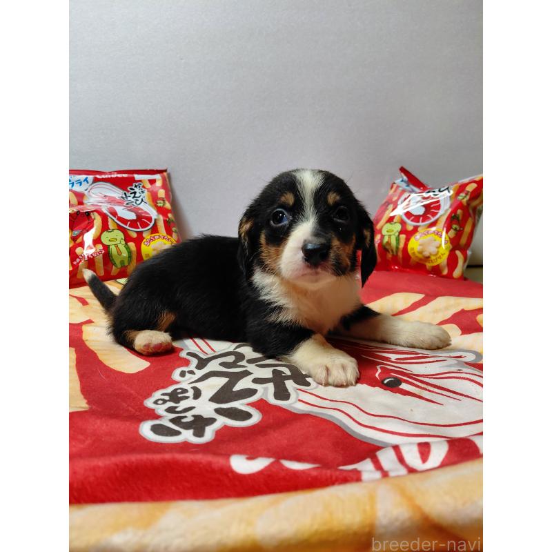 販売中の神奈川県のミックス犬-453333の12枚目