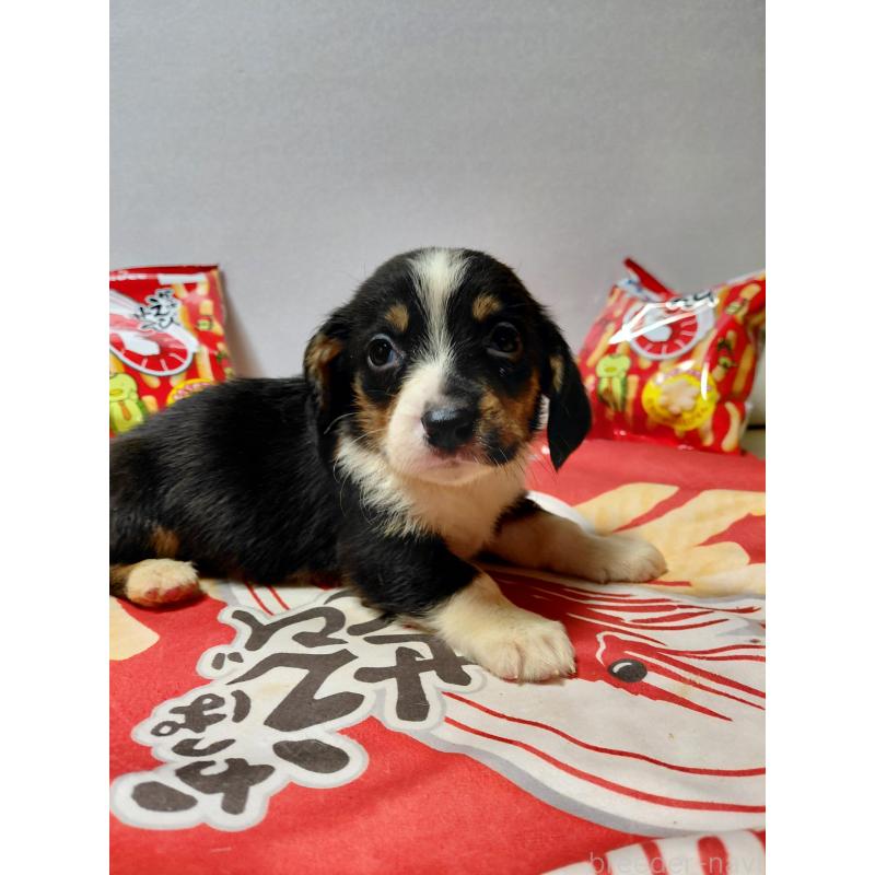 販売中の神奈川県のミックス犬-453333の11枚目