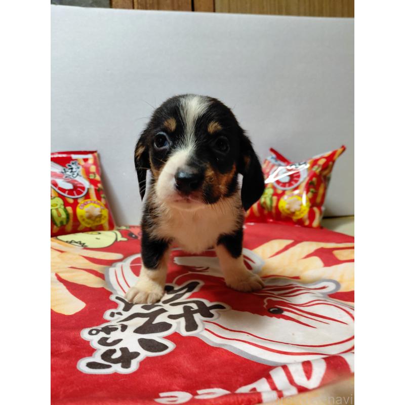 販売中の神奈川県のミックス犬-453333の10枚目